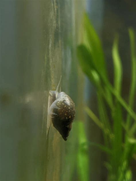 4 Small Aquarium Snails That Can Be a Pest .